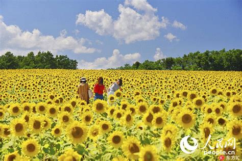 日本迎来最美夏景 百万株向日葵惊艳绽放 国际 人民网