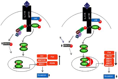 Schematic Representation Of The IL 11 Mediated Signaling And Gene