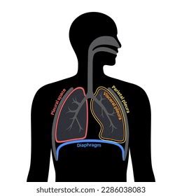 Pleura Anatomy Concept Chest Cavity Medical Stock Vector Royalty Free