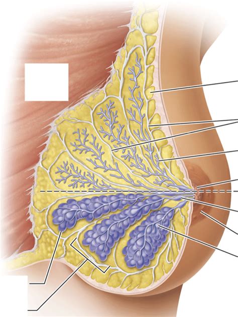 Mammary Gland Image Diagram Quizlet