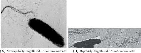 Halobacterium Salinarum Microscope