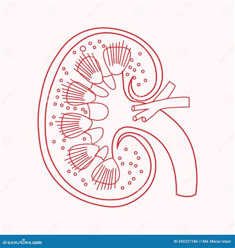 Kidney Nephrons And Filtration System. Cartoon Vector | CartoonDealer