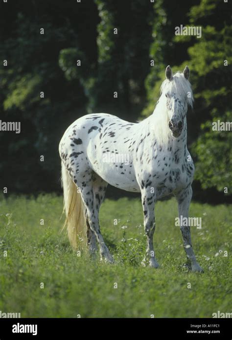 Friesian Appaloosa mare cross Stock Photo: 73665 - Alamy