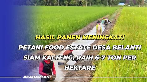 Hasil Panen Meningkat Petani Food Estate Desa Belanti Siam Kalteng