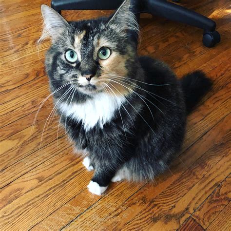 I’m obsessed with my kitty, Luna. : cats