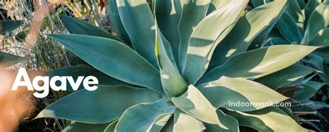 Agave Plant Care And Growing Guide Indoor Monk