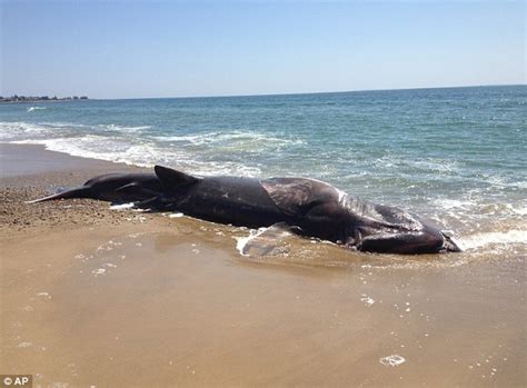28 Foot Basking Shark Washes Up Dead On Rhode Island Beach Daily Mail