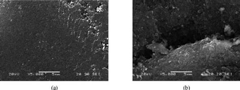 Scanning electron micrographs of SC a and SCOX b ; magnification: 5000 ...