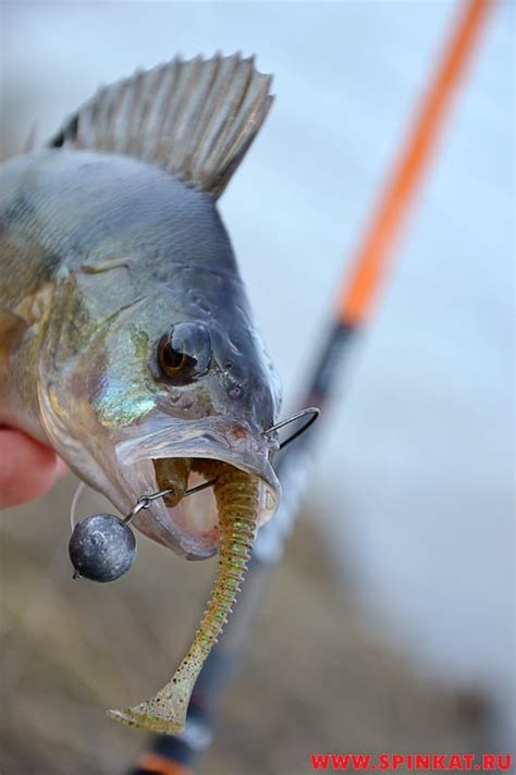 Обзор спиннинга Graphiteleader Tiro Nuovo 15 GONTS-762L