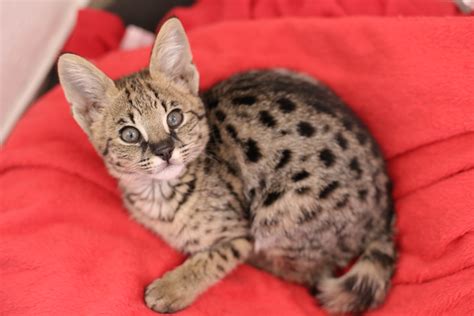 Savannah Cat Breed Information & Characteristics