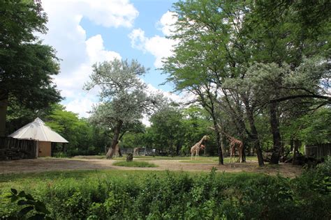 Habitat Africa: The Savannah - Reticulated Giraffe Exhibit - ZooChat