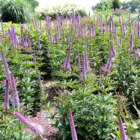 Veronicastrum 'Red Arrows' | SLOVENSKETRVALKY.SK | SlovenskeTrvalky.sk