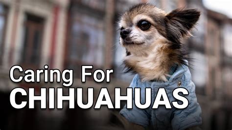 Things You Must Never Do To Chihuahuas Youtube