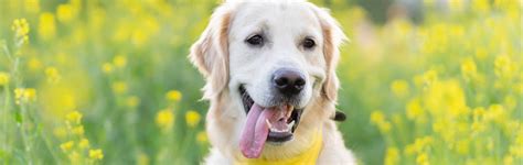 ¿qué Debo Hacer Si A Mi Mascota Le Pica Una Abeja Blog Petco México