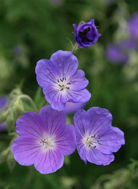 cranesbill flowers plant wild  photo  pixabay
