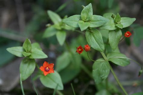 Scarlet Pimpernel Always A Gem Love This Wildflower Mangotangoo