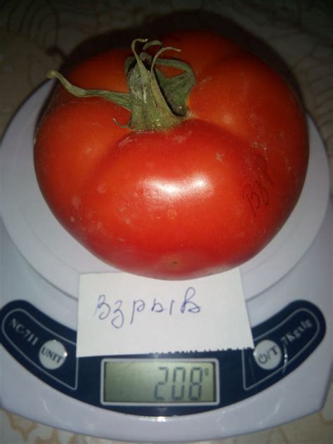 Томат Взрыв: описание сорта, ОТЗЫВЫ (11) с фото