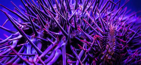 Crown Of Thorns Starfish