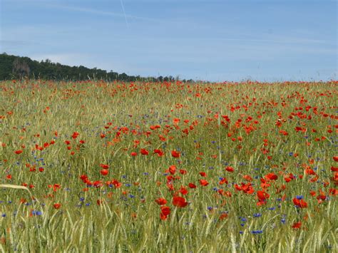 Ackerwildkr Uter Erhalten Und F Rdern Netzwerk Bl Hende Landschaft