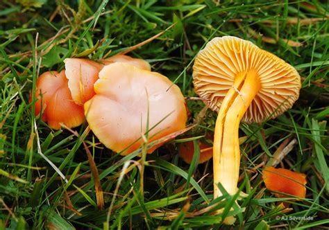 Гигроцибе дубовая (Hygrocybe quieta) фото и описание
