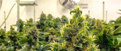 5 Easy Ways To Increase Thc In Your Cannabis Grow