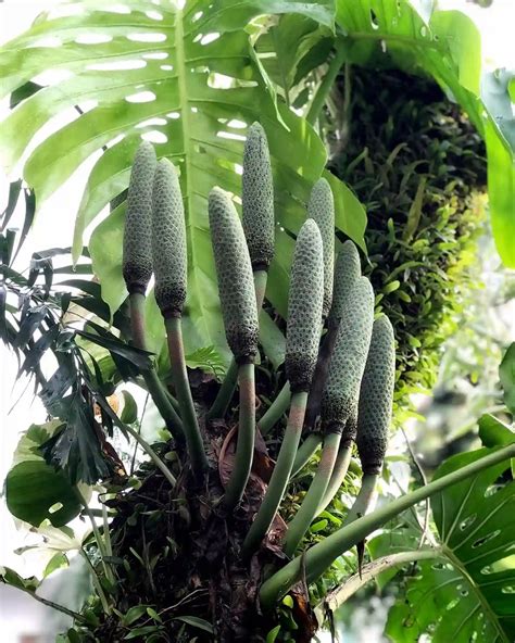What Does Monstera Fruit Taste Like When It Bloom And Fruit