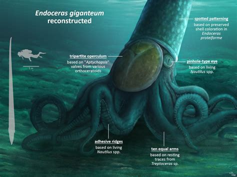 Ville Sinkkonen On Twitter Some Ordovician Cephalopods These Are