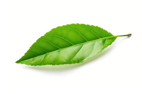 Premium Photo Isolated Green Tea Leaf On White Background