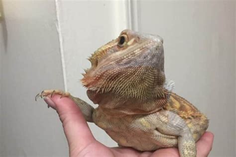 How To Pet A Bearded Dragon