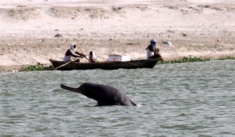 Endangered South Asian river dolphins are two different species