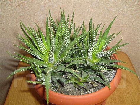 Хавортия жемчужная во Владивостоке