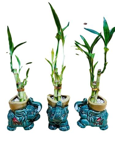 15 Incredible Lucky Bamboo Vase For 2023 CitizenSide