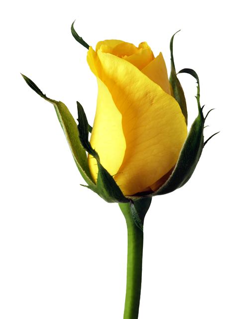 Yellow Rose PNG Image for Free Download