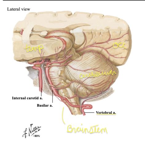 Cns Vasculature I Flashcards Quizlet