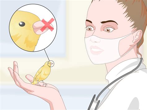 3 Ways to Keep a Canary Groomed - wikiHow