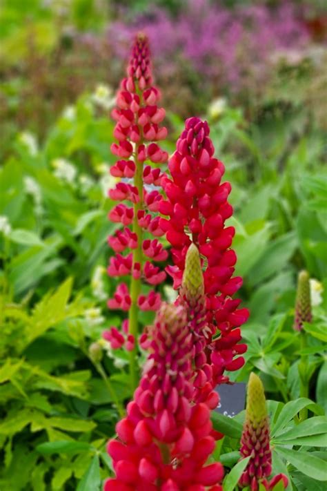 Hardy Perennial Plants For Borders at Zac Dadswell blog