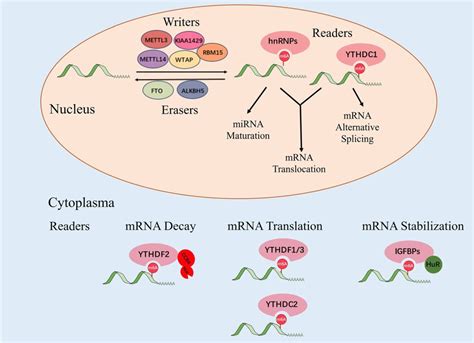 Review article on m6A deregulation in HCC