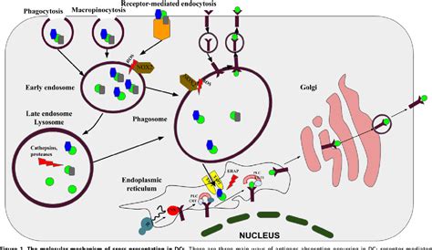 Figure From The Crosstalk Between Dendritic Cells Cytokine Induced