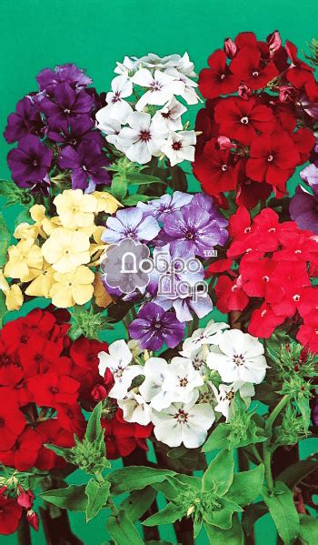 Флокс Друмонда - купити насіння квітів з доставкою по Україні в ...