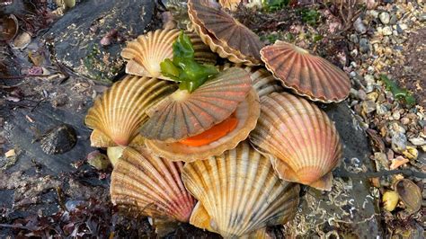 Coastal Foraging For Scallops Cockles Clams And Crabs Delicious