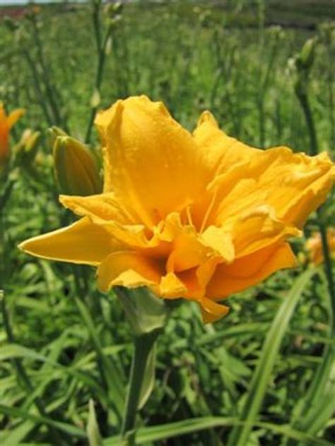 Hemerocallis Evergreen Yellow Yellow Evergreen Devil Mountain