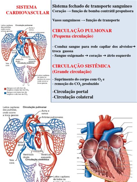 Sistema Cardiovascular Resumo Pdf - Aula 6 Sistema Cardiovascular e Vasos | PDF | Coração | Átrio (coração)