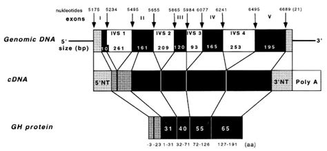 Prevalence of Human GH-1 Gene Alterations in Patients with Isolated ...