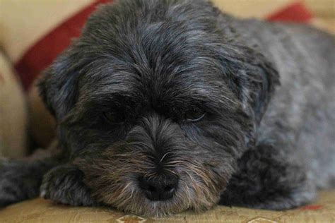 A Brief Guide to Histamine Intolerance for Dogs - My Pet Nutritionist