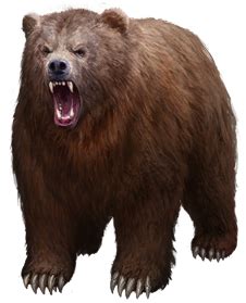 Png Grizzly Bear Transparent Grizzly Bear Png Images Pluspng