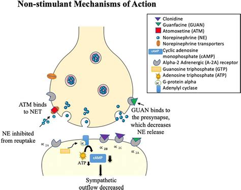 Frontiers | Neuroprotection in late life attention-deficit