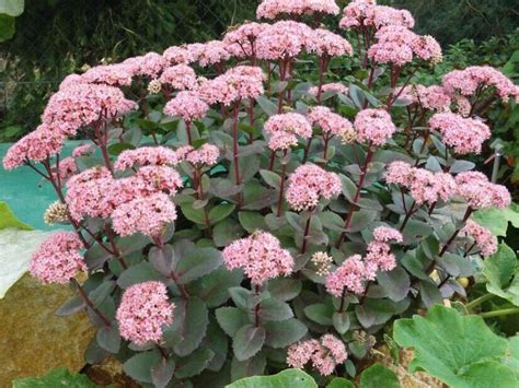 Купите очиток видный матрона из питомника Долина роз с доставкой!