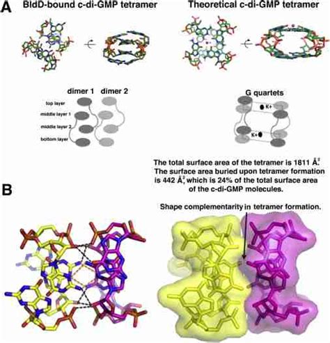 Bldd Binds A Tetrameric Form Of C Di Gmp Related To Figure 4 Download Scientific Diagram