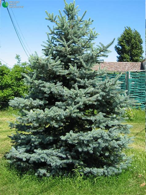 Ель колючая (Picea pungens) «Hoopsii» - «Feel Green»