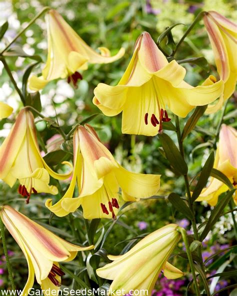 Tree Lily - Rising Moon - Large Pack! - 10 pcs. – Garden Seeds Market ...